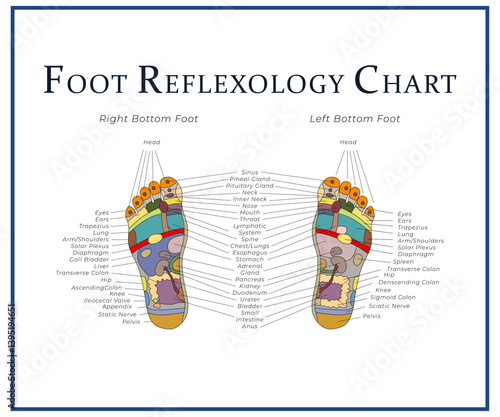 Foot reflexology chart.  Fooot scheme. Acupuncture banner. Vector illustration. 