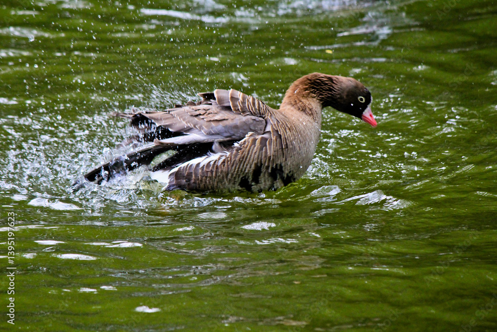 Fototapeta premium duck on the water