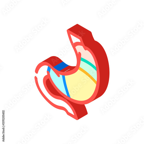 stomach anatomy gastroenterologist isometric icon vector illustration