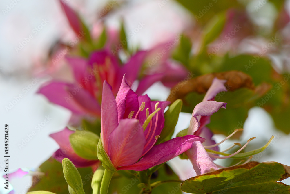 Fototapeta premium Blossoming pink flowers illuminated by gentle sunlight in a vibrant garden during springtime