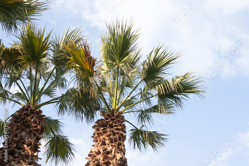 Palm trees against a bright blue sky with fluffy white clouds