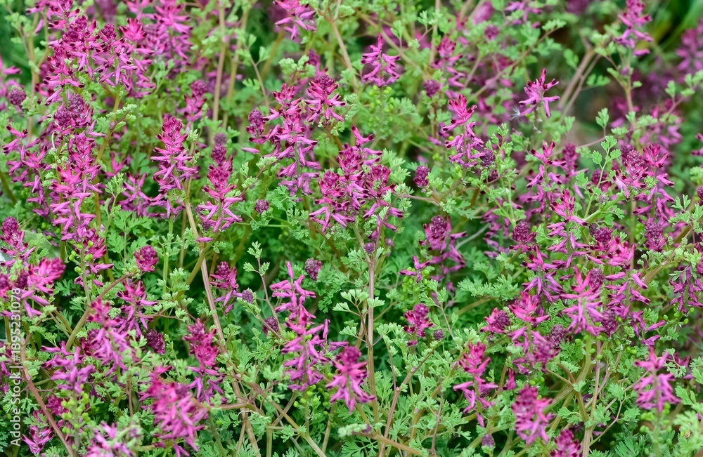 Obraz premium photographs of medicinal herbs and flowers growing in rural areas.
