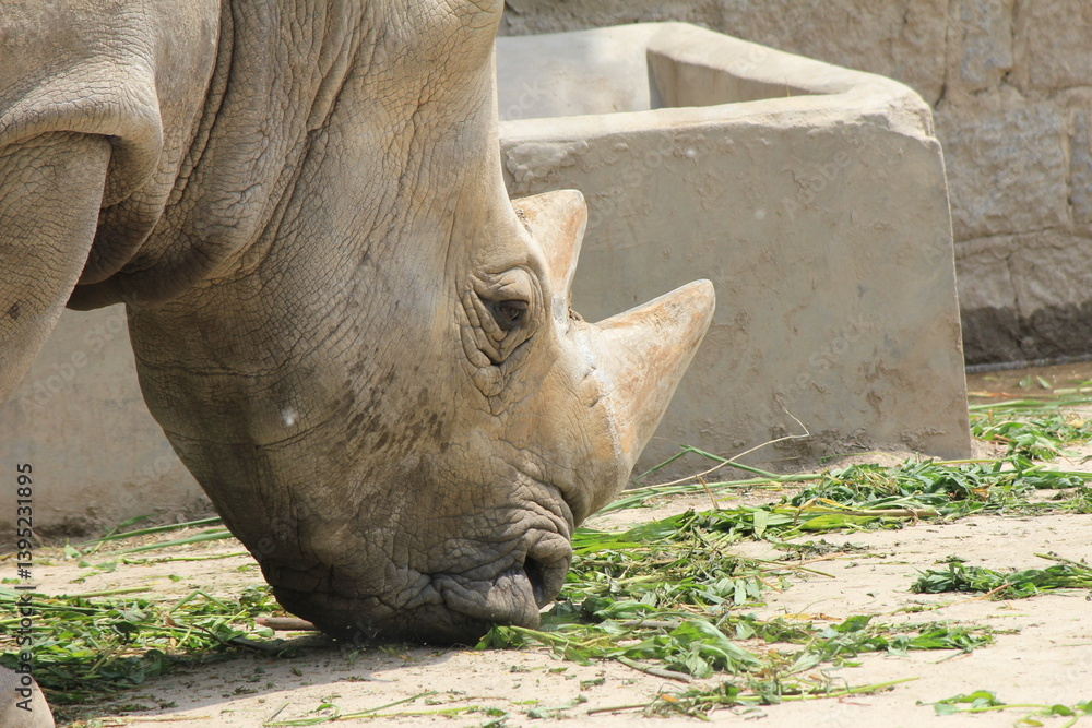 Fototapeta premium rhino in the sun