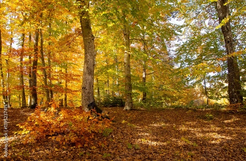 Obraz na płótnie rural areas and landscapes. Autumn season and photos of trees and forests with yellowed leaves. w salonie