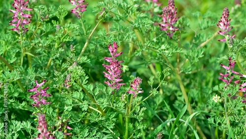 photographs of medicinal herbs and flowers growing in rural areas.