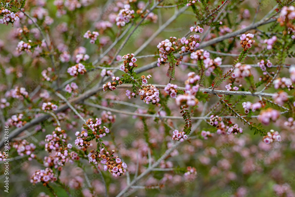 Clusters of pink flowers on thryptomene shrub Clusters of pink flowers on thryptomene shrub