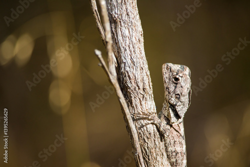 Small lizard on a branch
