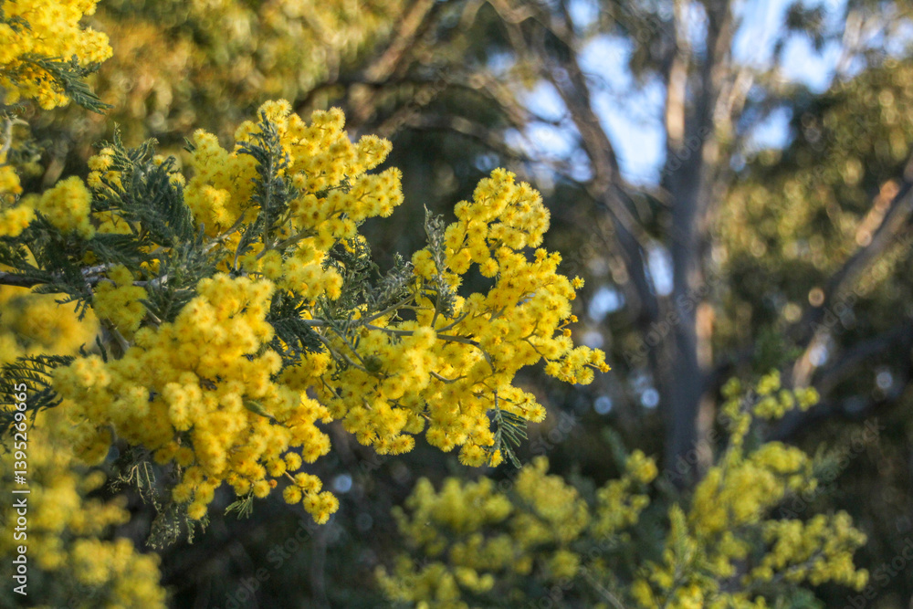 flowering wattle in bushland flowering wattle in bushland
