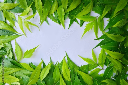 Billede på lærred green leaves frame, neem leaves frame, herbal, medicinal plant