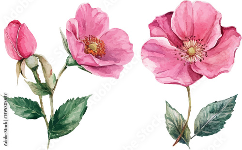 Wallpaper Mural Watercolor Pink Rose Petals Torontodigital.ca