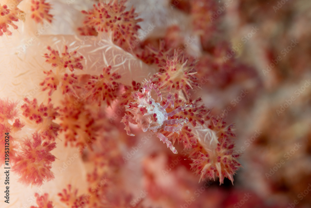 Granchio del corallo molle di Oates, Hoplophrys oatesi, mimetizzato sul corallo del genere Dendronephthya Granchio del corallo molle di Oates, Hoplophrys oatesi, mimetizzato sul corallo del genere Dendronephthya