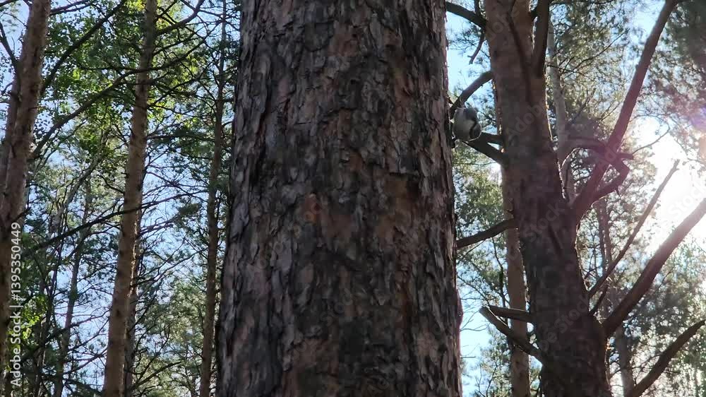 Small wild bird climbing tree trunk in pine forest. Wildlife in natural habitat during daytime. Scene from peaceful woodland with vertical tree bark and bird activity. Small wild bird climbing tree trunk in pine forest. Wildlife in natural habitat during daytime. Scene from peaceful woodland with vertical tree bark and bird activity.