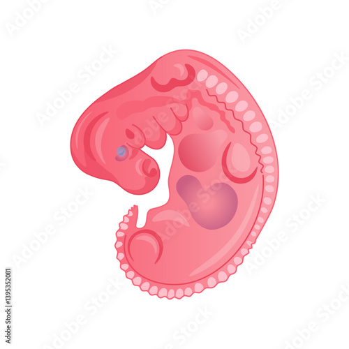 Human Embryo Early Development Anatomy Illustration. Isolated Human Embryo.