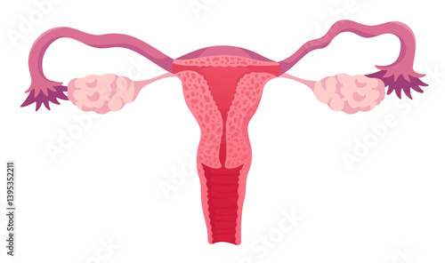Female Reproductive System. Medical Isolated Illustration of Uterus, Ovaries, Fallopian Tubes. 