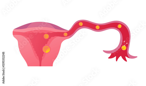 Fertilization Process in Fallopian Tube and Early Embryonic Development
