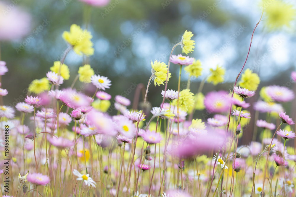 unfocussed pink yellow and white everlasting wildflowers unfocussed pink yellow and white everlasting wildflowers