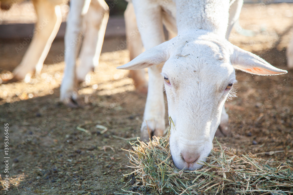 Feeding hay to white dorper sheep in drought Feeding hay to white dorper sheep in drought