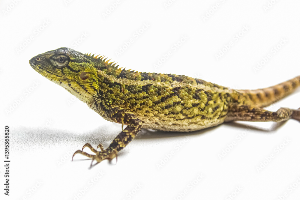 Fototapeta premium garden chameleon isolated on white background