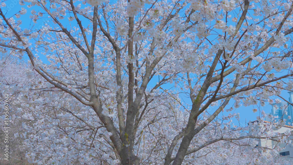 Beautiful spring scenery video of Korea where branches of white cherry blossom trees in full bloom under the blue sky are scattered in the spring breeze Beautiful spring scenery video of Korea where branches of white cherry blossom trees in full bloom under the blue sky are scattered in the spring breeze