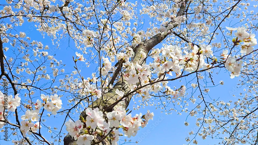 Beautiful spring scenery video of Korea where branches of white cherry blossom trees in full bloom under the blue sky are scattered in the spring breeze Beautiful spring scenery video of Korea where branches of white cherry blossom trees in full bloom under the blue sky are scattered in the spring breeze