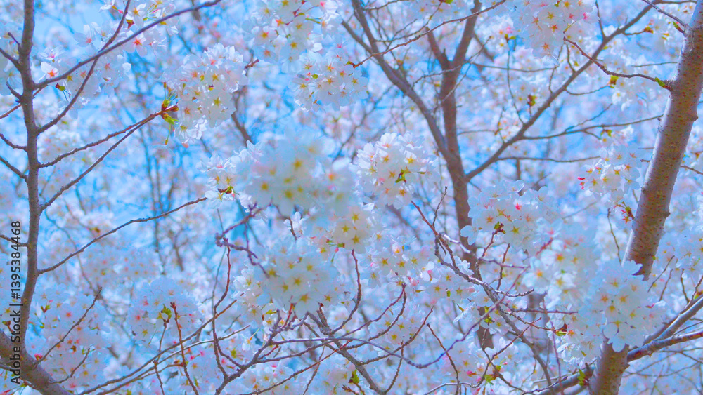 Beautiful spring scenery video of Korea where branches of white cherry blossom trees in full bloom under the blue sky are scattered in the spring breeze Beautiful spring scenery video of Korea where branches of white cherry blossom trees in full bloom under the blue sky are scattered in the spring breeze