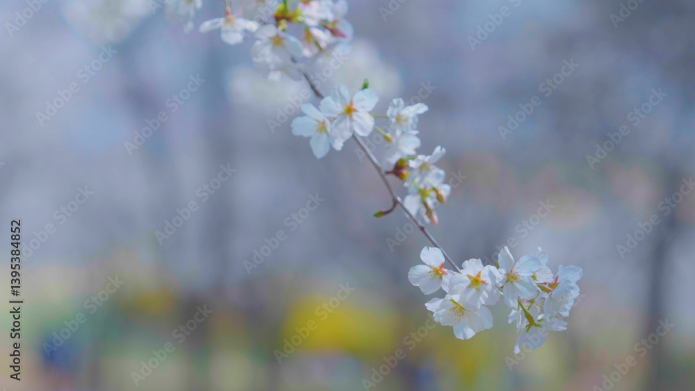Beautiful spring scenery video of Korea where branches of white cherry blossom trees in full bloom under the blue sky are scattered in the spring breeze Beautiful spring scenery video of Korea where branches of white cherry blossom trees in full bloom under the blue sky are scattered in the spring breeze