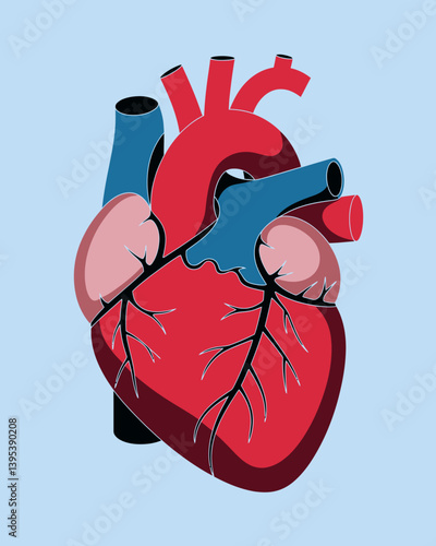 Anatomical Heart Illustration - Detailed Medical and Biological Diagram