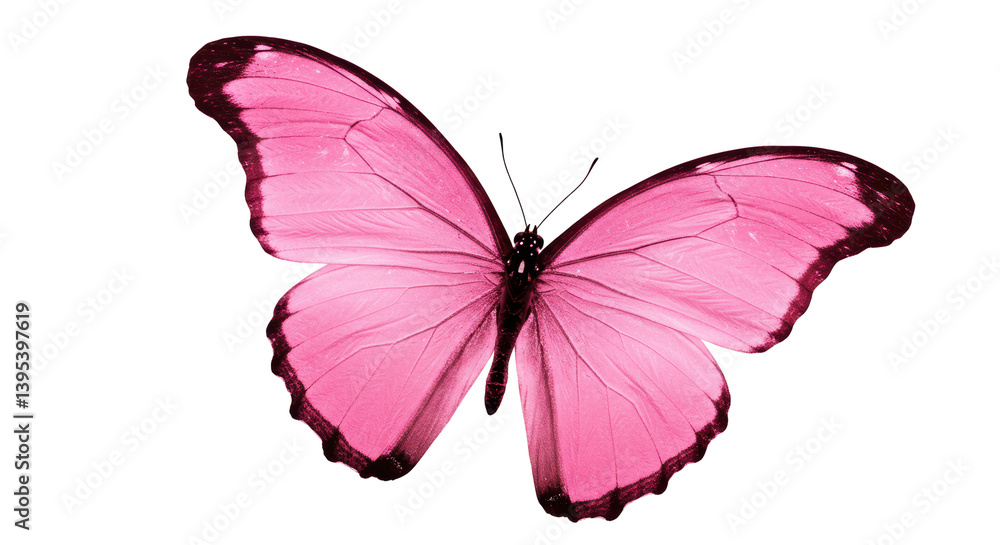 Obraz premium Isolated Pink Butterfly