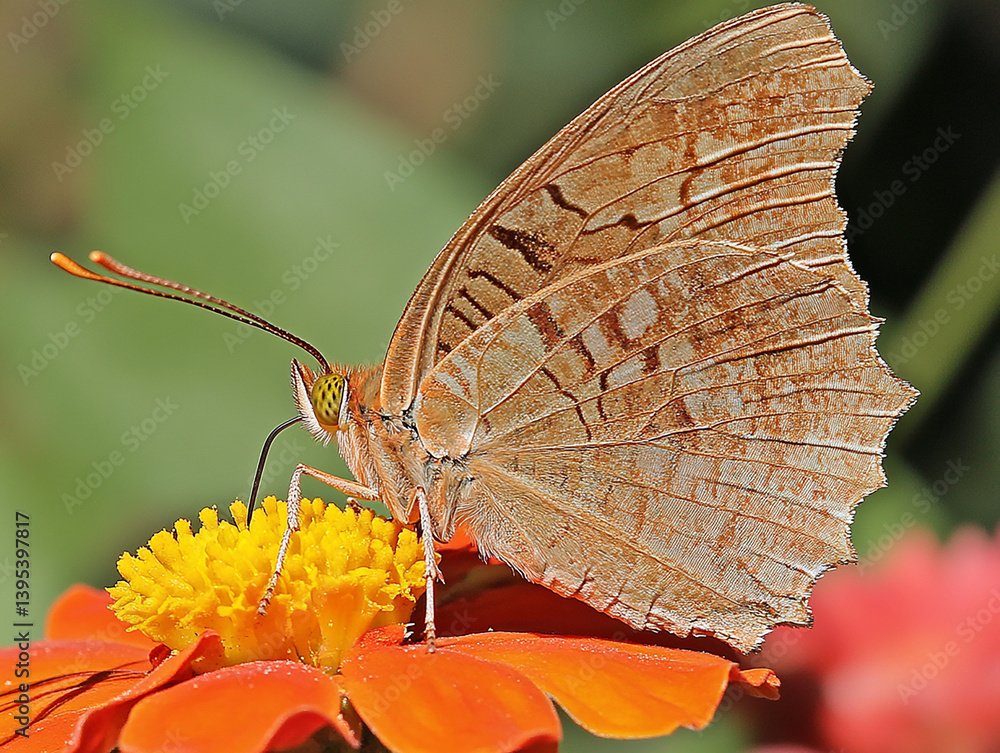 Obraz premium Beautiful butterfly, butterfly on flower, butterfly in spring