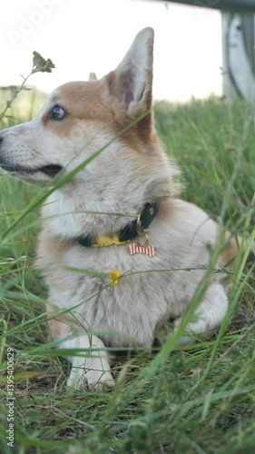 Vertical screen: Corgi dog sitting in tall green grass. Portrait of Corgi in nature. Active pet outdoors looking at camera. Activity and good appetite of dog in nature.