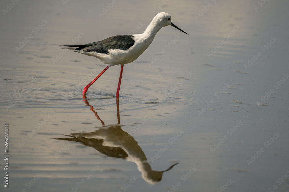 Obraz premium A black winged stilt wading through a pool