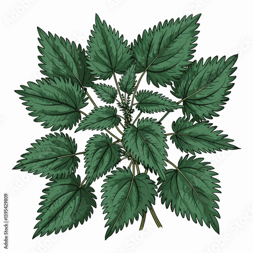 Nettle Leaf Botanical Art Print for Herbal Remedy Decor