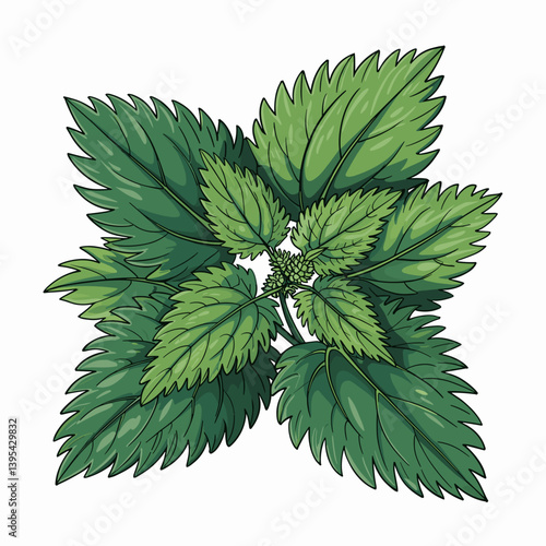 Nettle Leaf Botanical Art Print for Herbal Remedy Decor