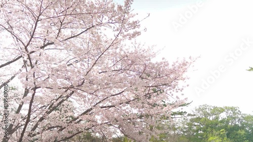 Wallpaper Mural 満開の桜 Torontodigital.ca