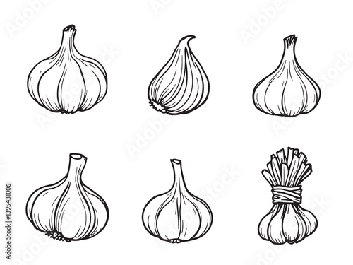 Garlic line art botanical sketch simple hand drawn vegetable illustration 