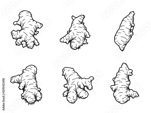 Ginger line art botanical drawing natural food hand sketched outline 