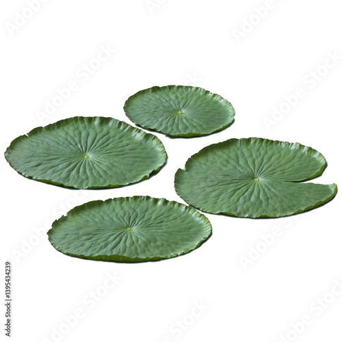 Green lily pad surface 3d art illustration transparent background isolated png stock