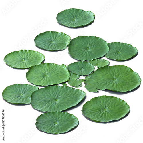 Wallpaper Mural Green lily pad surface 3d art illustration transparent background isolated png stock Torontodigital.ca