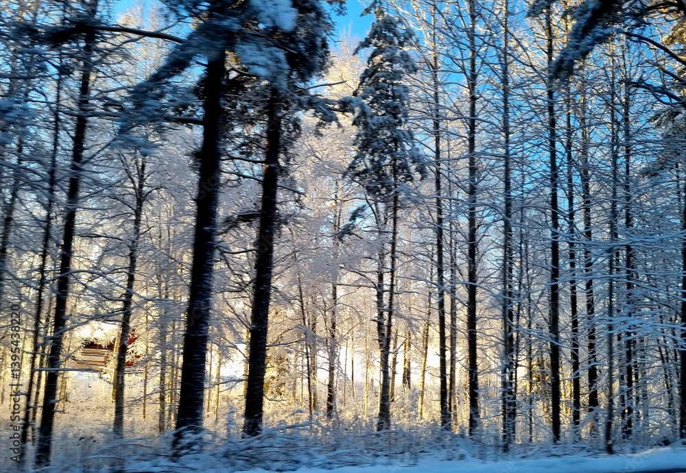 Snowy forest in winter sunlight