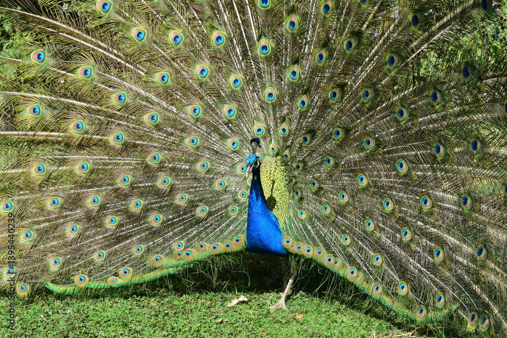 Naklejka premium La roue du paon