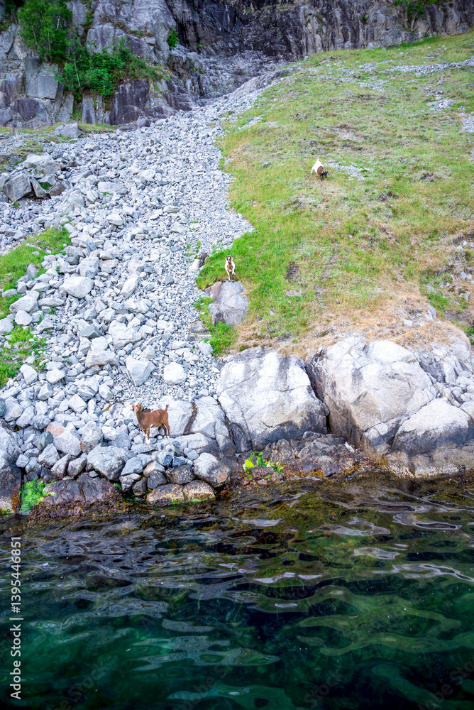 Mountain Goats Grazing Near Rocky Cliffs at Coastline of Lysefjord Fjord, Stavanger, Norway, June 2018