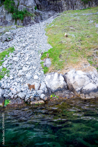 Obraz na płótnie Mountain Goats Grazing Near Rocky Cliffs at Coastline of Lysefjord Fjord, Stavanger, Norway, June 2018 w salonie