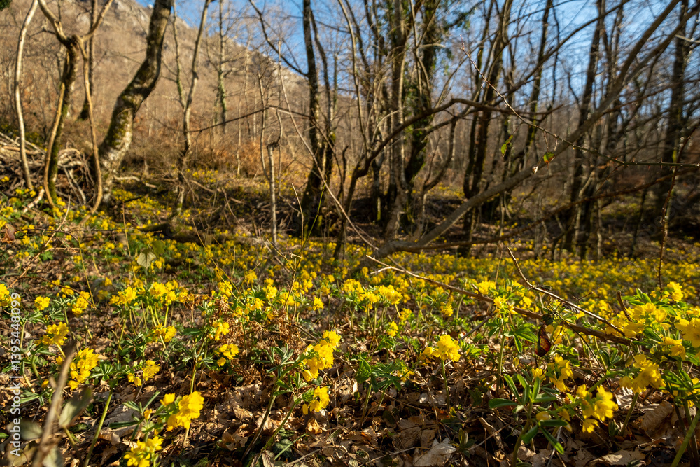 Fototapeta premium Yellow wildflowers bloom across in spring forest