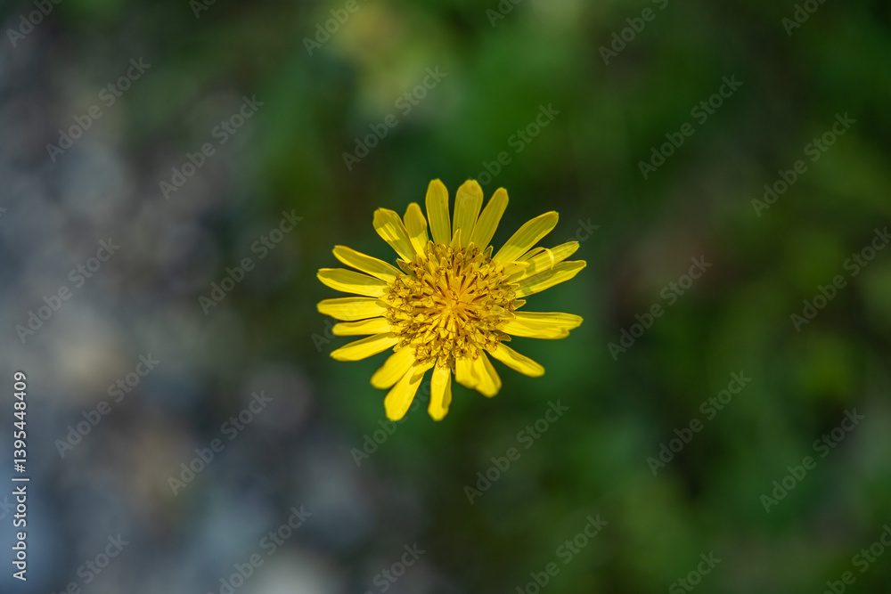 vista macro di un fiore selvatico di colore giallo, di scorzonera minore, in un ambiente naturale, di giorno, in estate, con sfondo sfuocato e scuro