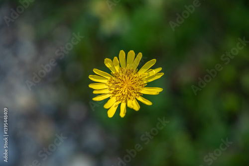Obraz na płótnie vista macro di un fiore selvatico di colore giallo, di scorzonera minore, in un ambiente naturale, di giorno, in estate, con sfondo sfuocato e scuro w salonie