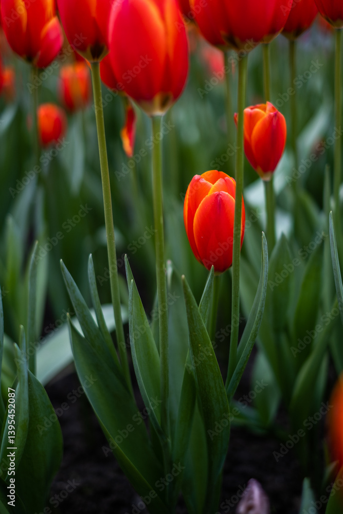 red tulips in the garden