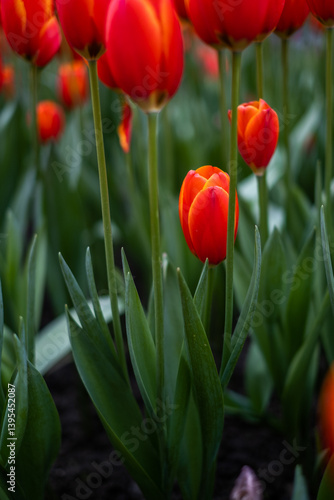 Obraz na płótnie red tulips in the garden w salonie