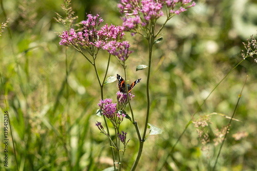 farfalla nera, bianca e rossa tra piante verdi e fiori rosa, di giorno, in estate, in un ambiente naturale