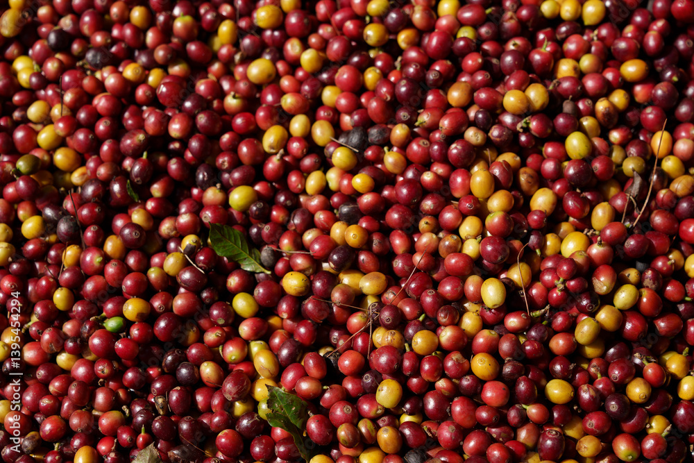 Fresh red coffee beans waiting for the production process to be dried and roasted. Fresh red coffee beans waiting for the production process to be dried and roasted.