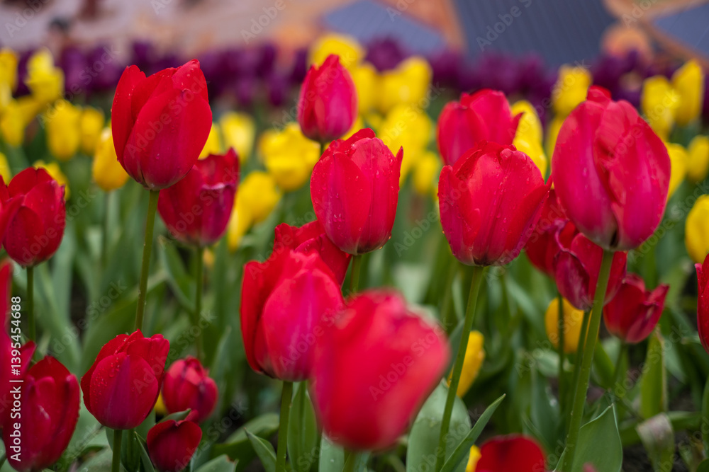 field of tulips
